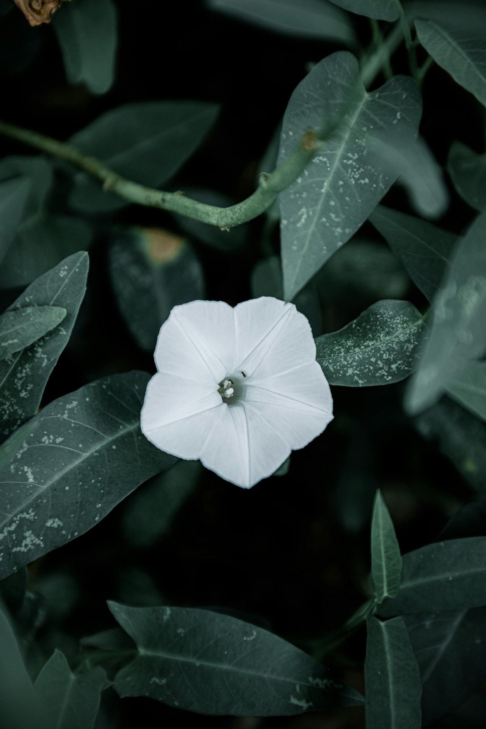 A Close-Up Shot of a Morning Glory Flower