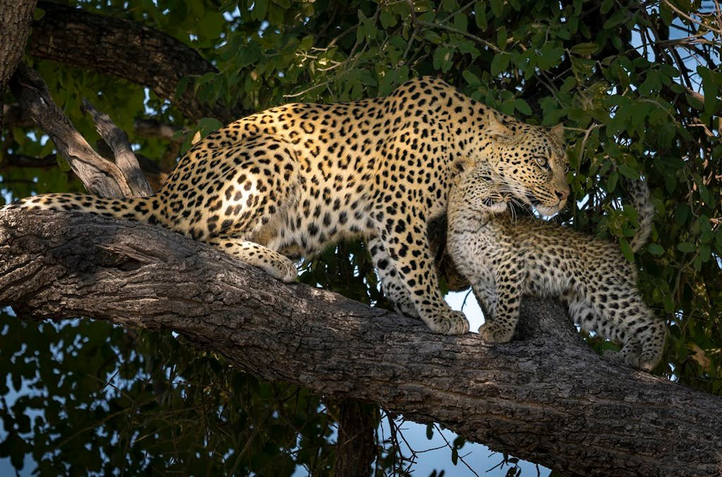 Adult Leopard Sitting on a Tree Branch with a Cub