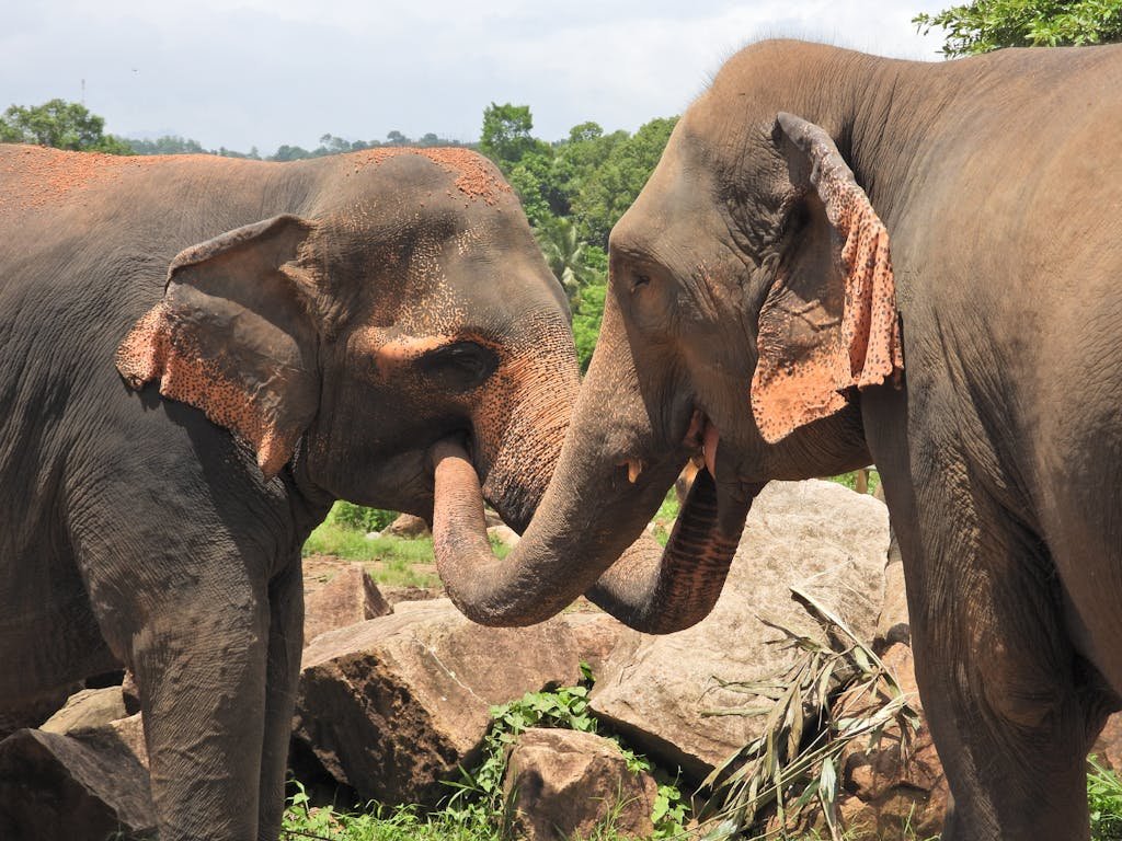 Indian Elephants Greeting Each Other