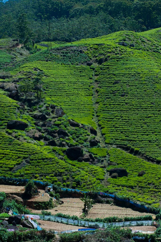 Aerial Photography of Green Plants