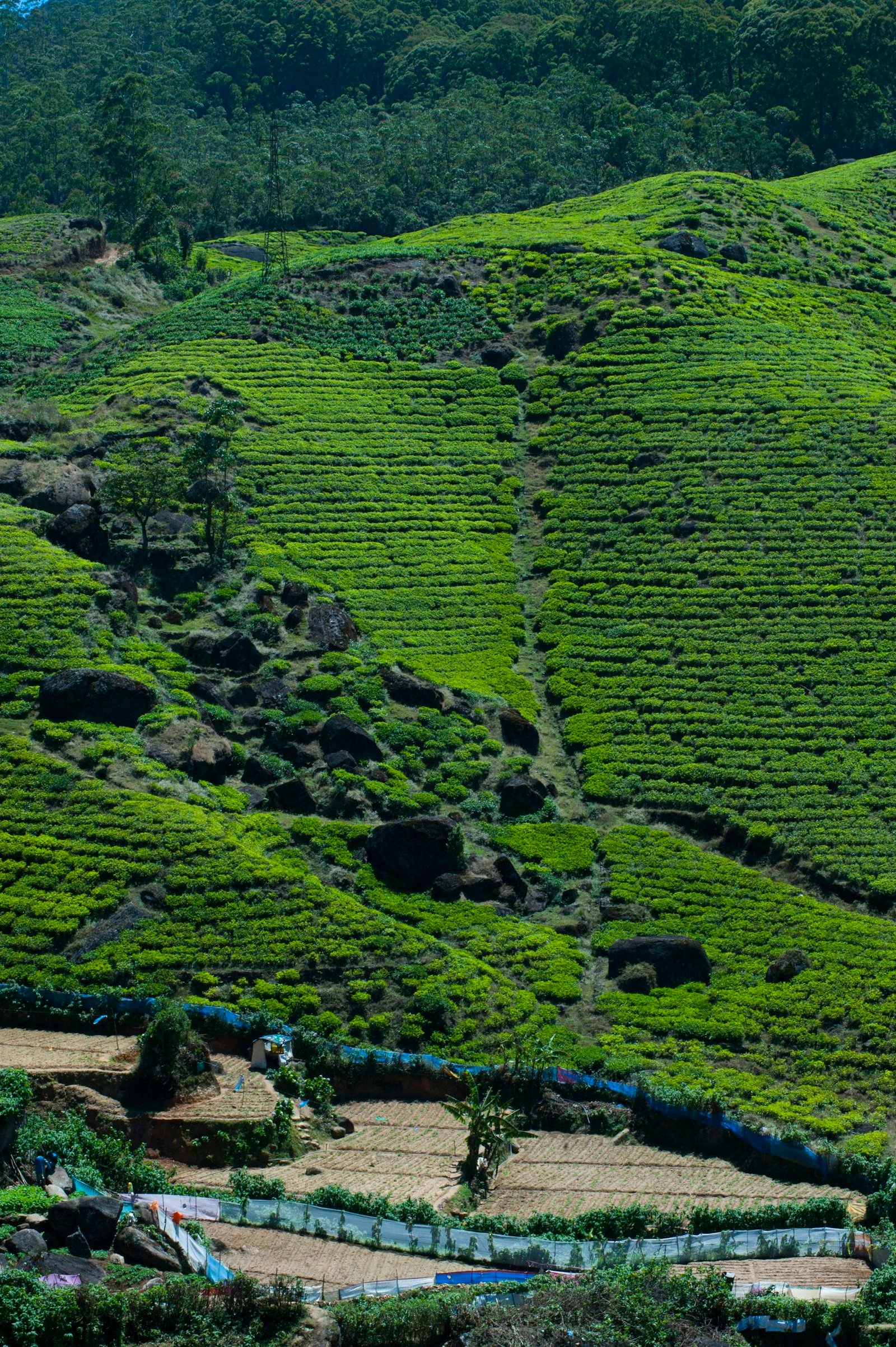 Aerial Photography of Green Plants