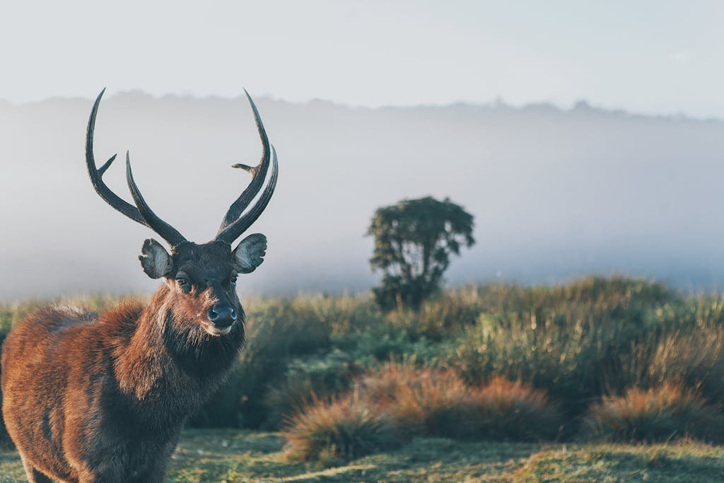 Close-Up Photo Of Sri Lankan Sambar Deer