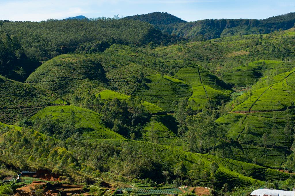 Green Tree on Mountain