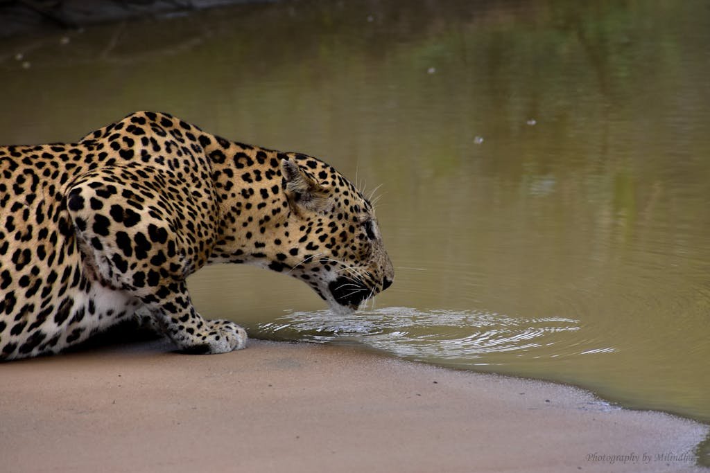 Leopard Drinking Water from a Pond