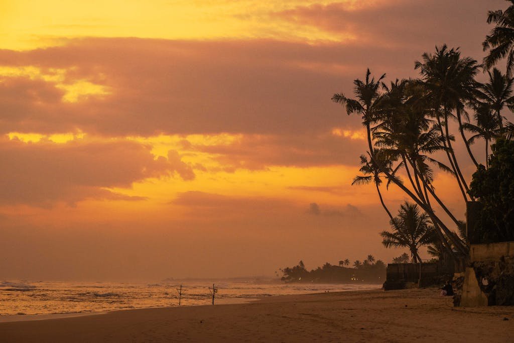 Palm Trees at the Beach