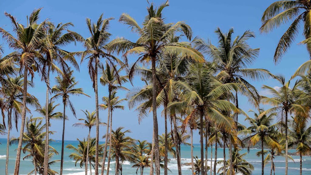 Palm Trees near Sea