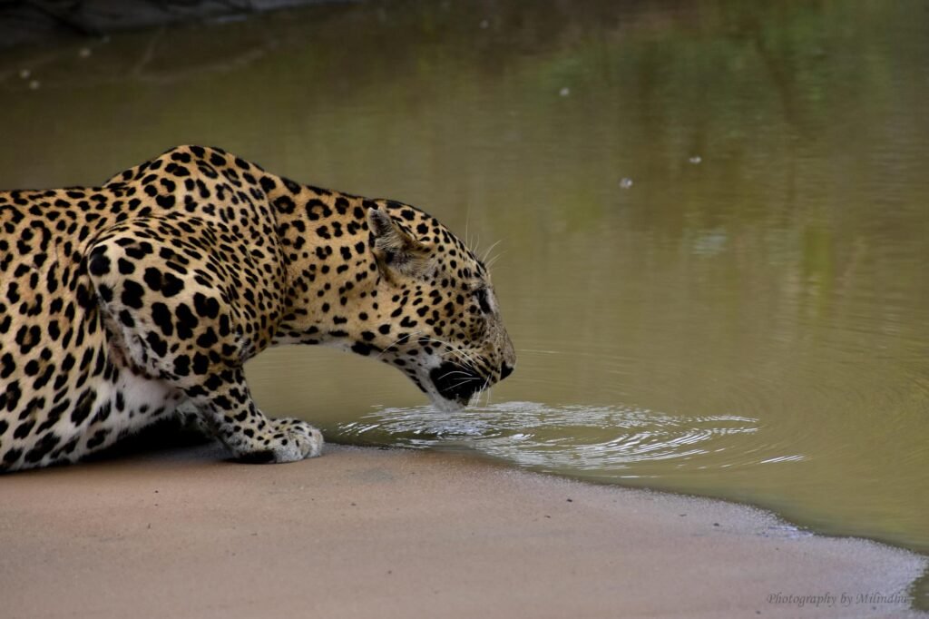 leopard drinking water from a pond Yala National Park: Sri Lanka's Premier Wildlife Sanctuary Awaits Your 2025 Adventure