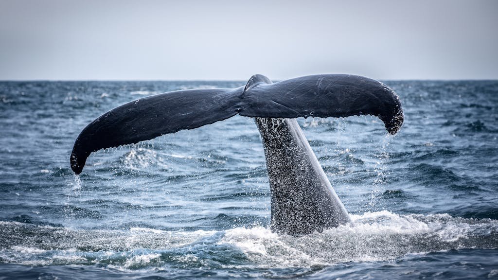 Tail of Whale in Sea