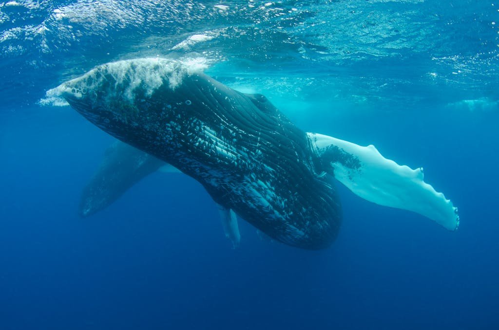 A stunning underwater photograph of a humpback whale swimming gracefully in the deep blue ocean.
Mirissa Whale Watching