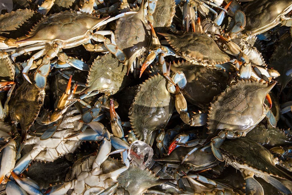 A vibrant display of live blue crabs piled together in a seafood market, showcasing their natural beauty.Negombo: Coastal Charms, Fishing Heritage