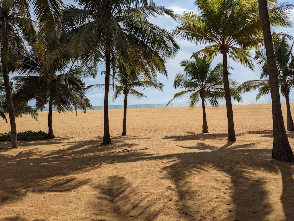 Discover the serene beauty of Negombo's palm-lined beach with sandy shores and a tranquil ocean view.
Fishing