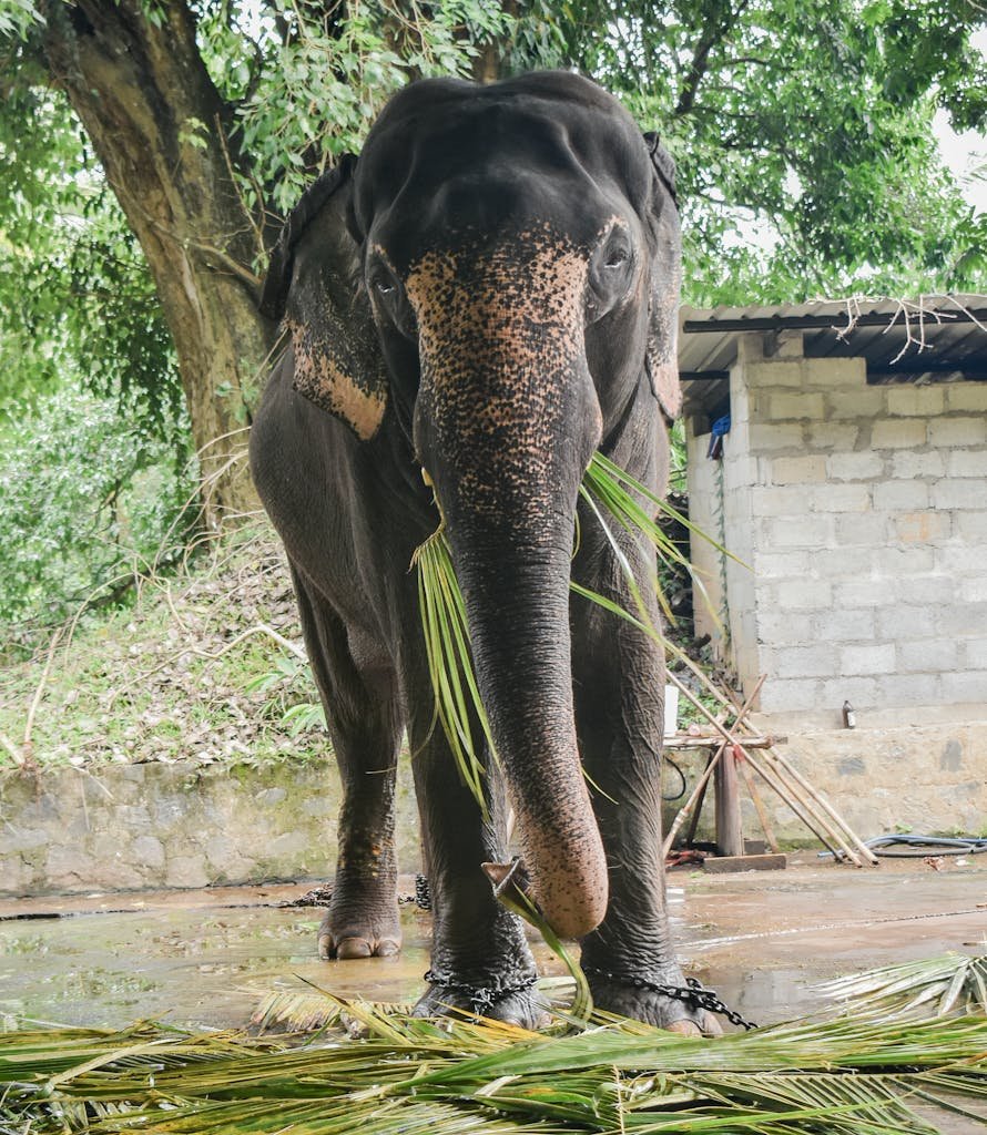 Majestic Sri Lankan elephant eating palm leaves in a lush outdoor setting.