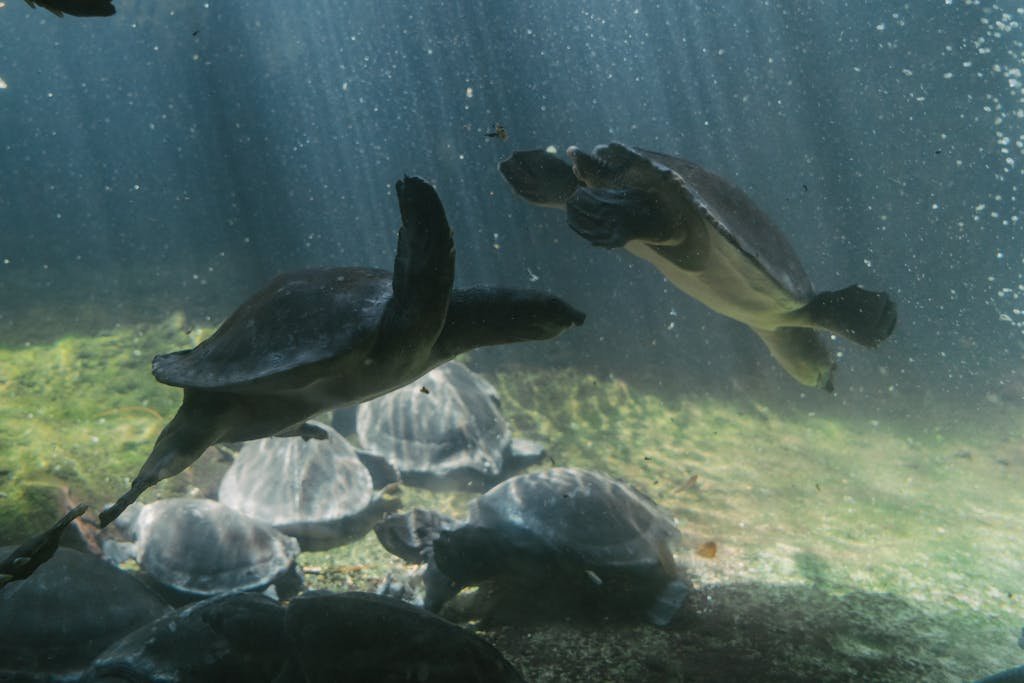 Turtles gracefully swimming underwater, showcasing natural grace and beauty.